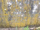 image of grave number 719764